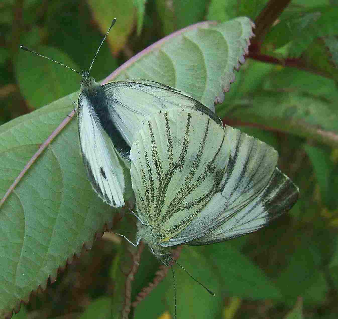Pieris napi Pieris napi